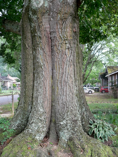 {Quercus texana}